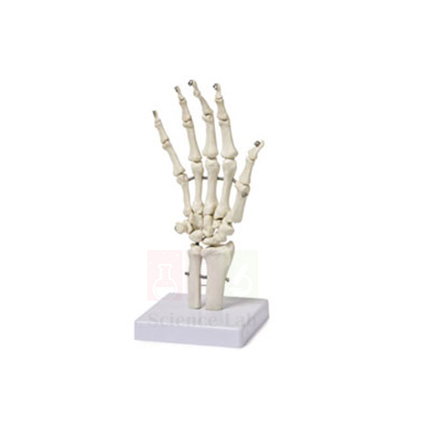 Human Hand